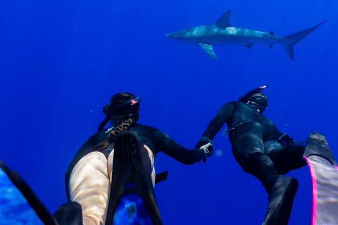 Oahu Shark Dive (No Cage) - Tour Logistics and Meeting Point