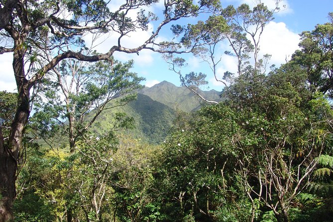 Oahu Volcanic Rainforest Hiking Adventure - Customer Reviews