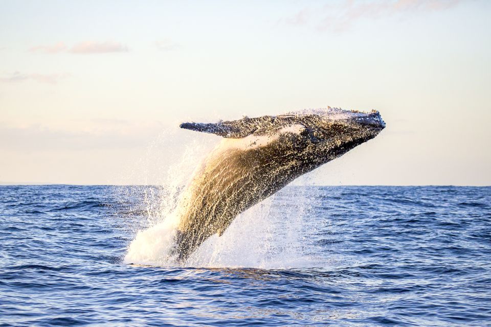Oahu: Waikiki Eco-Friendly Morning Whale Watching Cruise - Whale Watching Experience