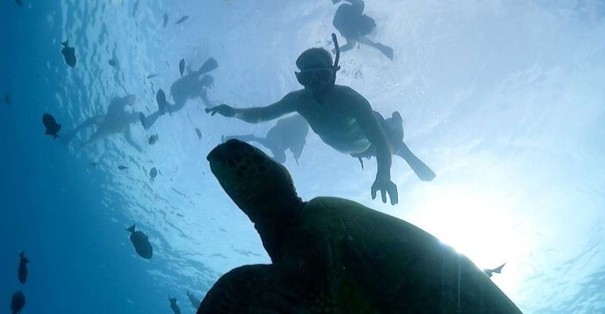 Oahu: Waikiki Turtle Snorkeling Adventure Cruise - Customer Reviews