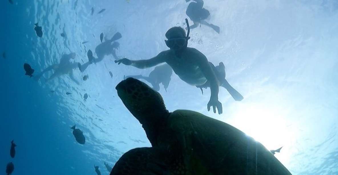 Oahu: Waikiki Turtle Snorkeling Adventure Cruise