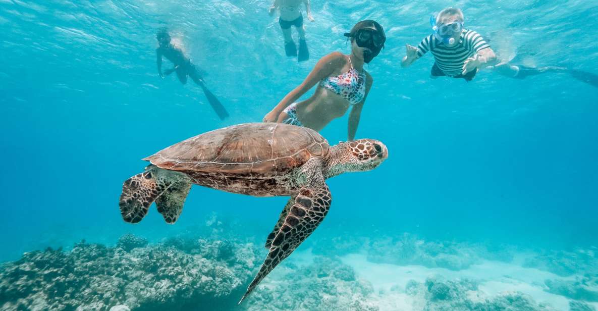 Oahu: Waikiki Turtle Snorkeling Adventure - Experience Highlights