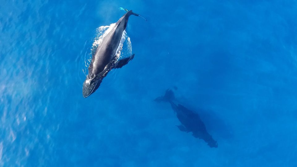 Oahu: Waikiki Whale Watching Tour-Donut and Coffee Included - Experience Highlights