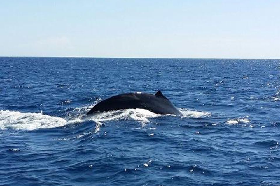 Oahu: Whale Watching Afternoon Sailing Cruise - Experience Highlights