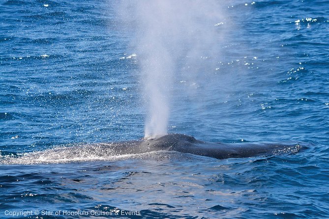 Oahu Whale-Watching Cruise With Breakfast or Lunch Option - Inclusions in the Tour Package