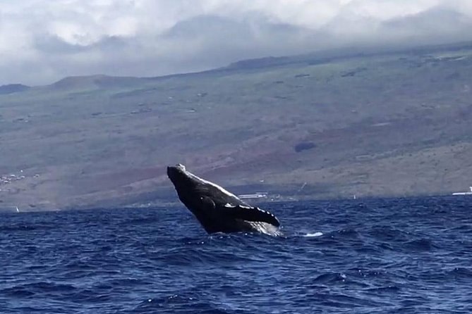 Oahu Whale-Watching Excursion - Logistics and Recommendations