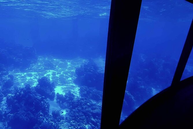 Observation of Marine Flora and Fauna in Bora Bora - Up-Close Encounters With Marine Creatures