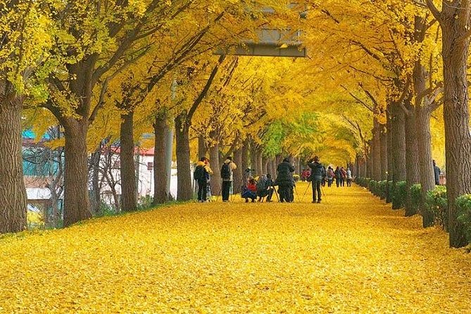 Odaesan National Park Hiking Day Tour: Explore Autumn Foliage Korea - Foliage Season in Odaesan