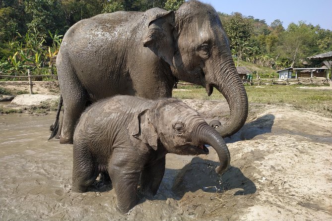 One Day Hiking and Elephant Experience by Chiang Mai Elephant Home - Logistics and Pickup Information