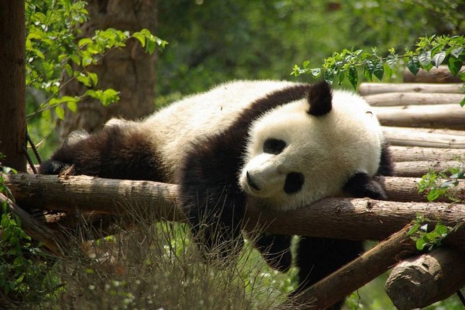 One-Day Private Panda Tour Of Chengdu - Itinerary Highlights