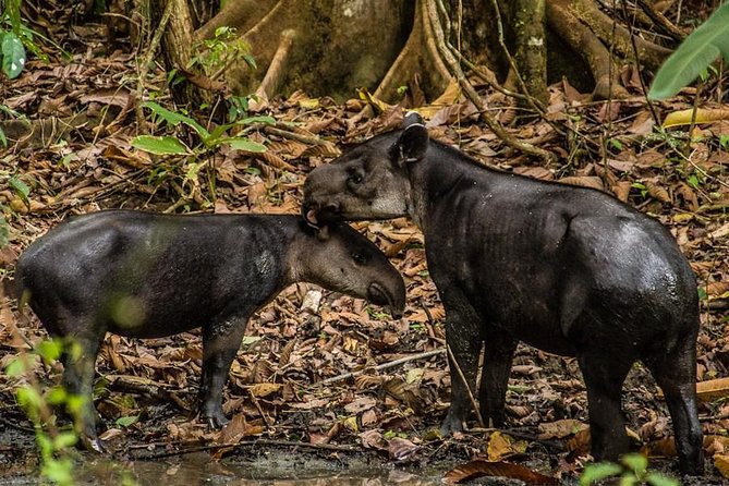 One Day Tour To Corcovado From Sierpe - Tour Inclusions