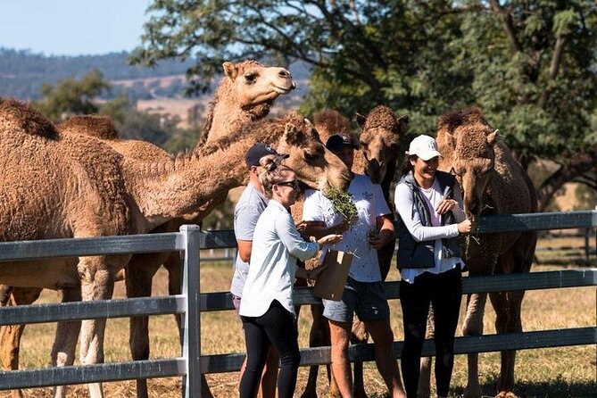 One Hump Camel Farm and Wine Tour - Pricing and Duration