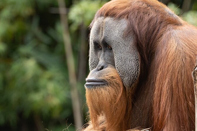 Orangutan Experience at Melbourne Zoo - Excl. Entry - Meeting Point Information