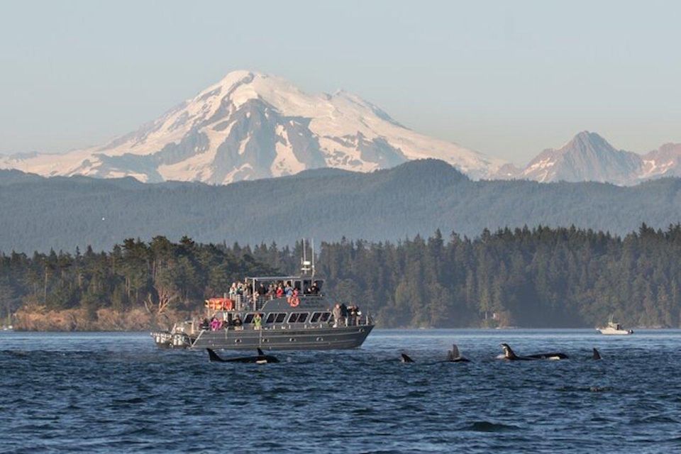 Orcas Island: Whales Guaranteed Boat Tour - Experience and Success Rate