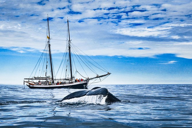 Original Carbon Neutral Whale Watching Tour From Húsavík - Whale Spotting and Wildlife Learning