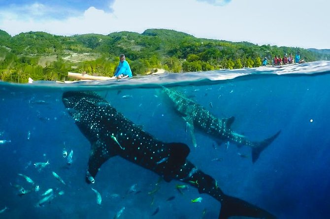 Oslob Whaleshark With Sumilon Island - Pricing and Booking Details