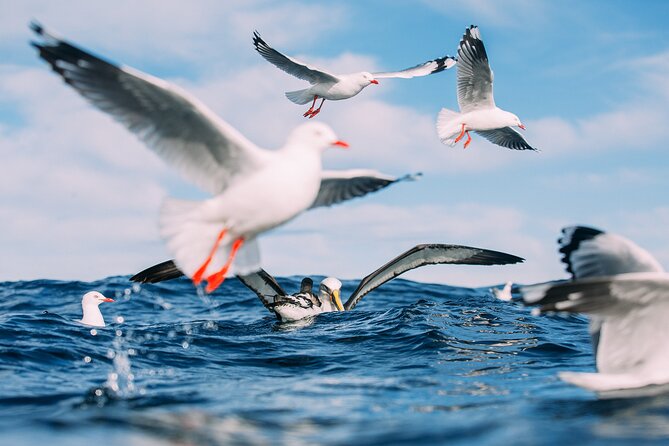 Otago Harbour Wildlife Cruise (Dunedin Shore Excursion) - Expert Guided Tour Information