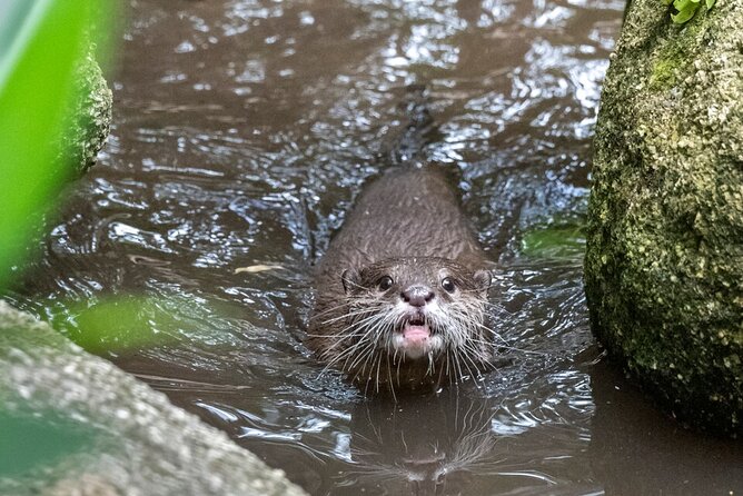 Otter Experience at Melbourne Zoo - Excl. Entry - Meeting Point and Time