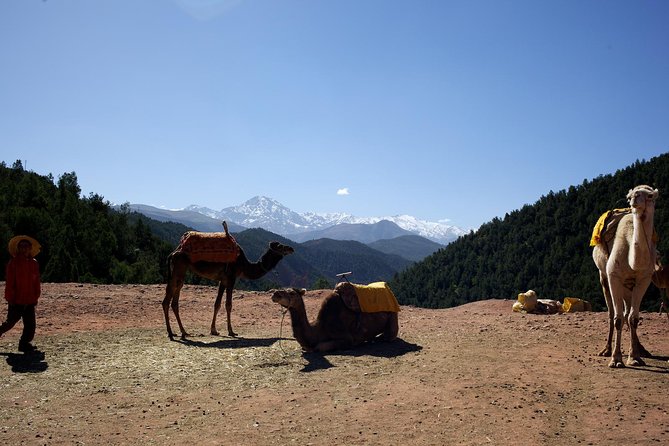 Ourika Valley and Atlas Mountains Full Day Tour With Lunch - Lunch Experience