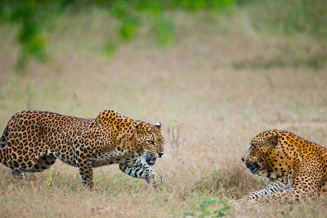 Overnight Private Leopard Safari With Luxury Tented Camping - Guided Game Drives Schedule