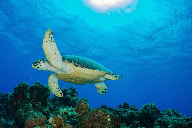 PADI Discover Scuba Diving Program in the Riviera Maya - Cancellation Policy