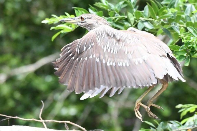 Palo Verde National Park Boat Tour - Wildlife Sightings