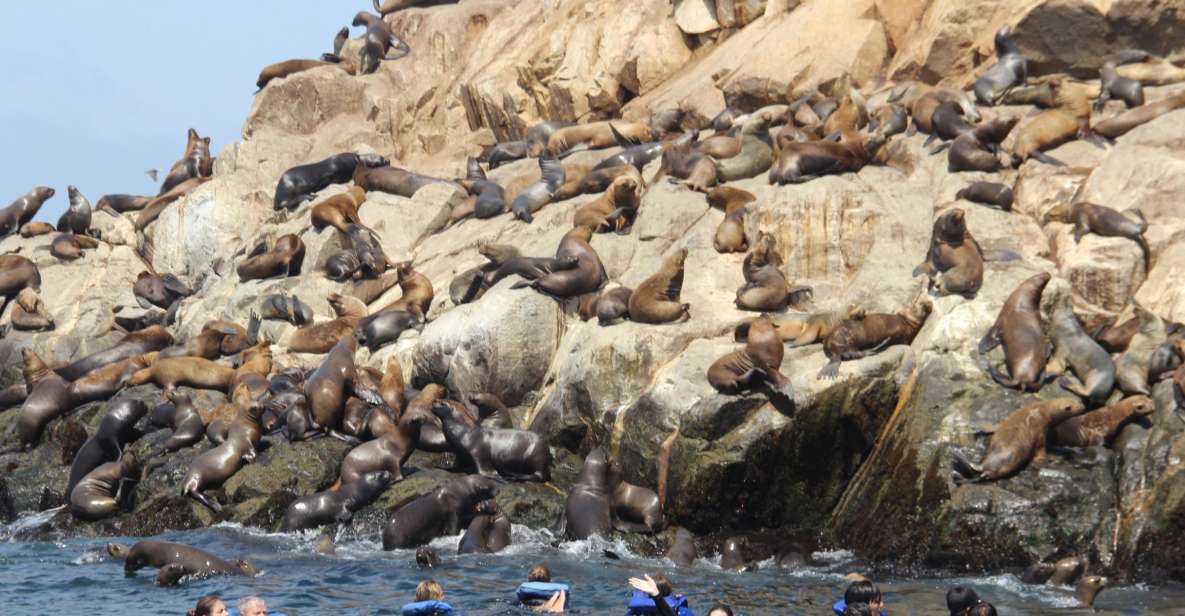 Palomino Islands: Swim With Sea Lions in the Pacific Ocean - Activity Highlights