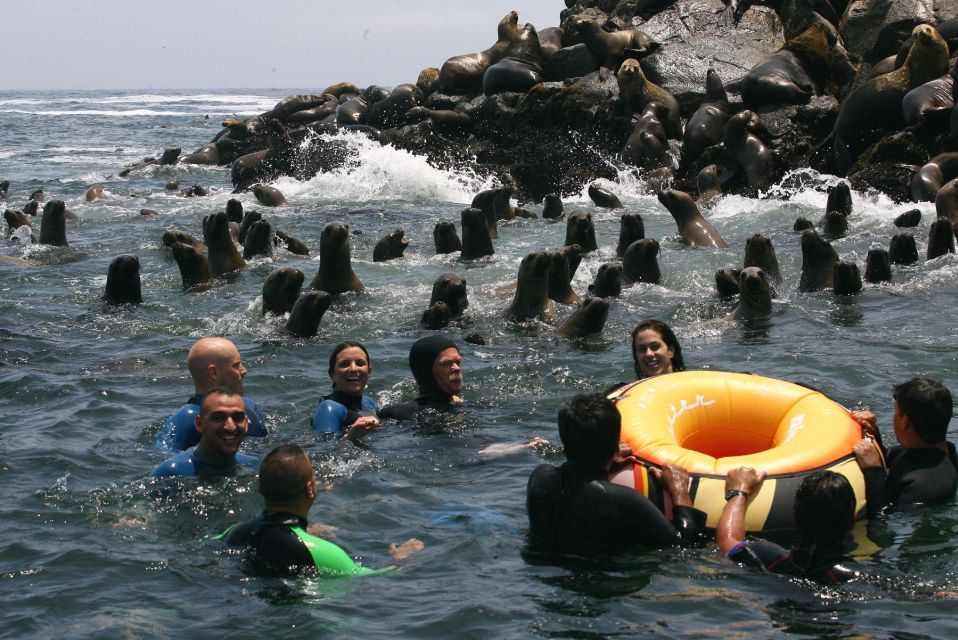 Palomino Islands Yacht Tour and Swim Alongside the Sea Lions - Highlights