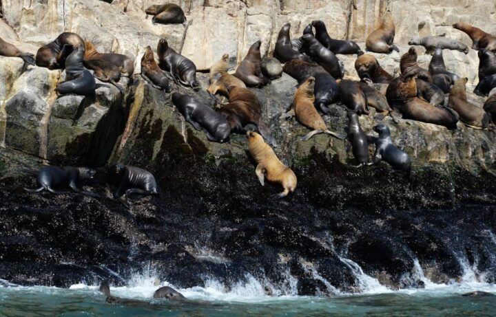 Palomino Islands Yacht Tour and Swim Alongside the Sea Lions - Highlights