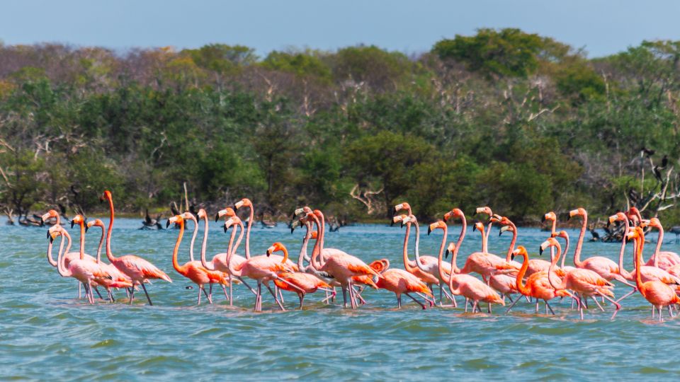 Palomino: Sanctuary of Flamingos Day Tour - Experience Highlights and Itinerary
