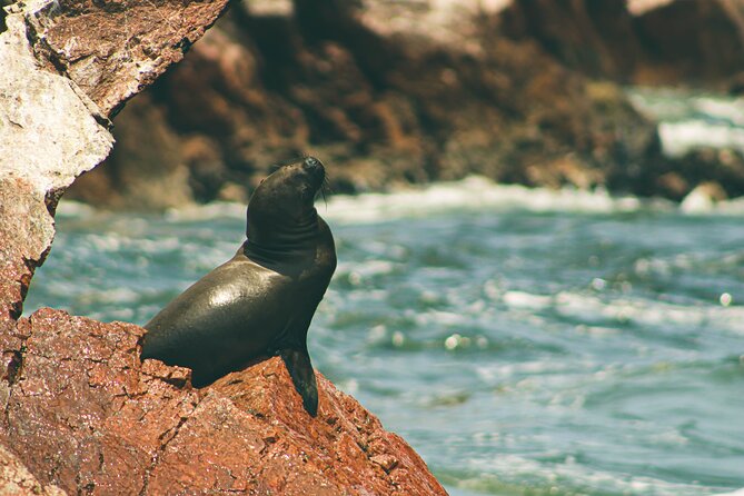 Paracas National Reserve & Ballestas Islands - Full Day From Lima - Important Information