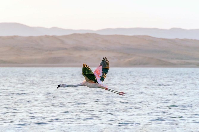 Paracas National Reserve Private Tour From Paracas or Pisco - Cancellation Policy