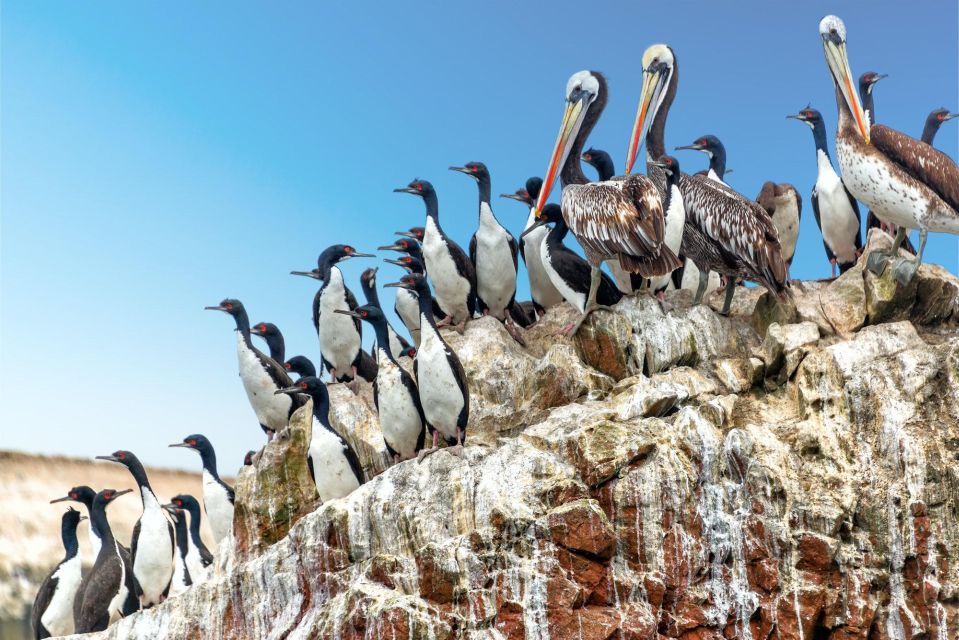 Paracas: Observation of Marine Fauna in Ballestas Islands - Rich Biodiversity of Peruvian Coastline