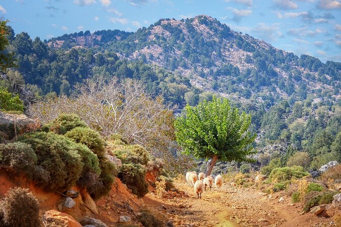 Paths of Old Cretan Life. Private Tour From Chania. - Dress Code and Health Considerations