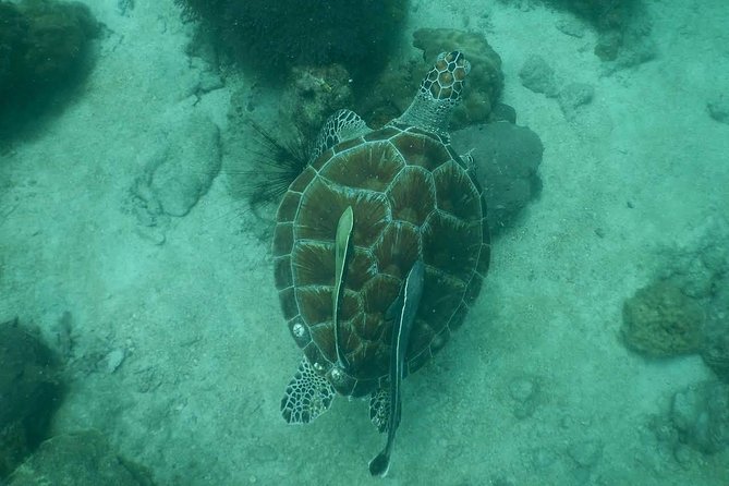 Pattaya PADI Scuba Diving Two Exciting Try Dives With PADI Instructor in Pattaya - Equipment Provided