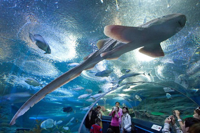 Pattaya Underwater World Tickets - Height Requirement