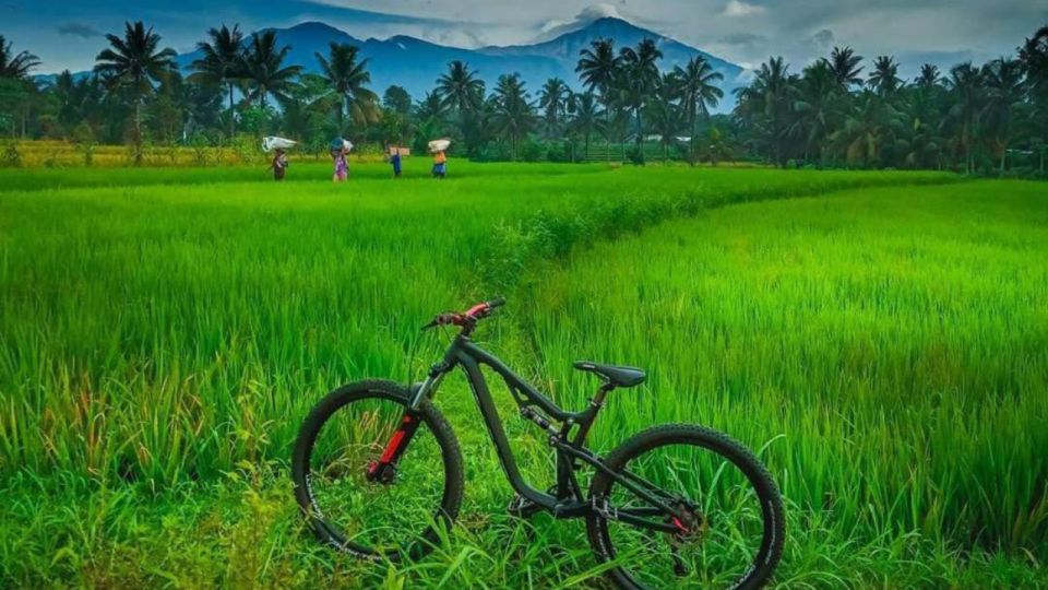 Pedal Bike Through Rice Terraces, Forests and Lawang Caves - Immersive Forest and Plantation Ride