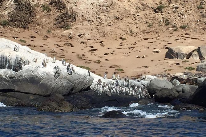 Penguin Island Private Boat Tour From Valparaiso  - Vina Del Mar - Pricing and Booking Details