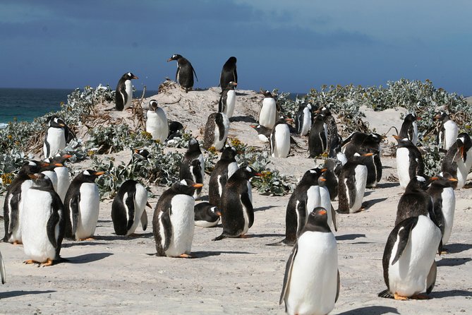 Penguins, Elephant Seals and City Attractions at Falkland Islands - Guided 4x4 Adventure With Penguins