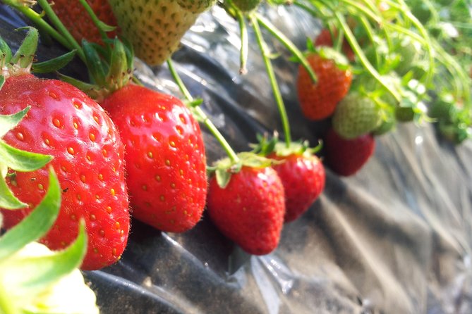 [Perfect Private Tour] Nami Island, Petite France and Organic Strawberry Farm - Convenient Pickup Details