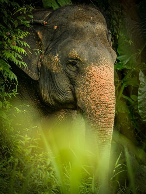 Phuket: Elephant Jungle Sanctuary 'Watch Me' Experience - Experience Highlights
