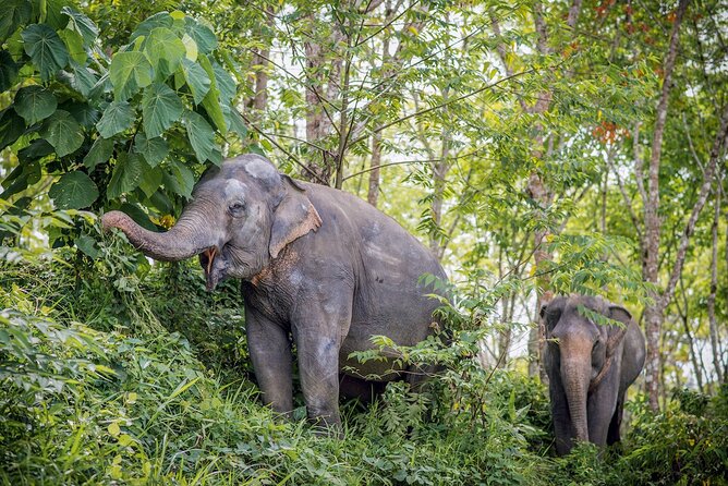 Phuket Elephant Sanctuary Canopy Walkway Tour - Logistics and Meeting Point