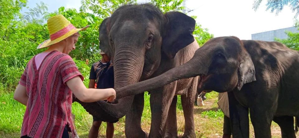 Phuket: Ethical Elephant Sanctuary Eco Guide Walk Tour - Experience Details