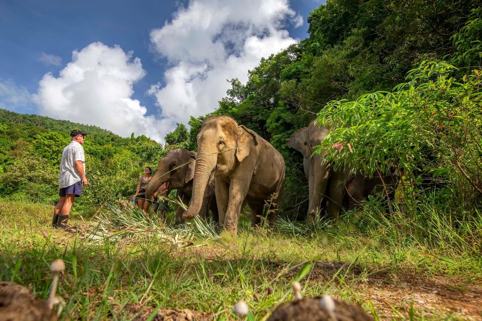 Phuket: Walk and Feed Ethical Elephant Nature Park Tour - Bukit Elephant Park