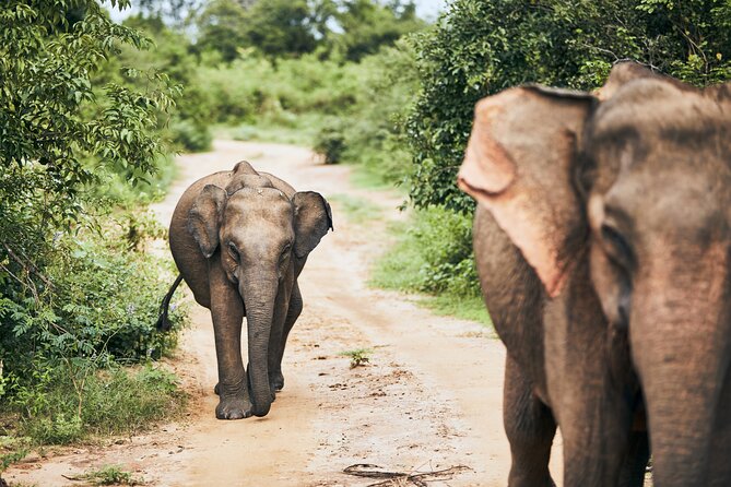 Pick up Hambantota: Udawalawe National Park Adventure - Park Entry Requirements