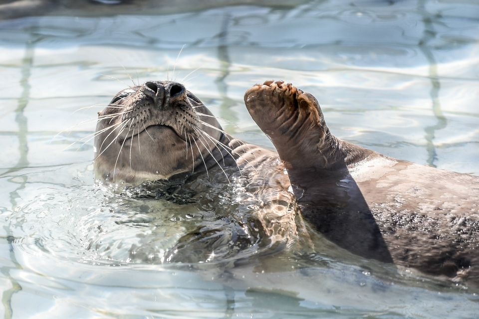 Pieterburen: Seal Rehabilitation and Research Centre Ticket - Booking Information