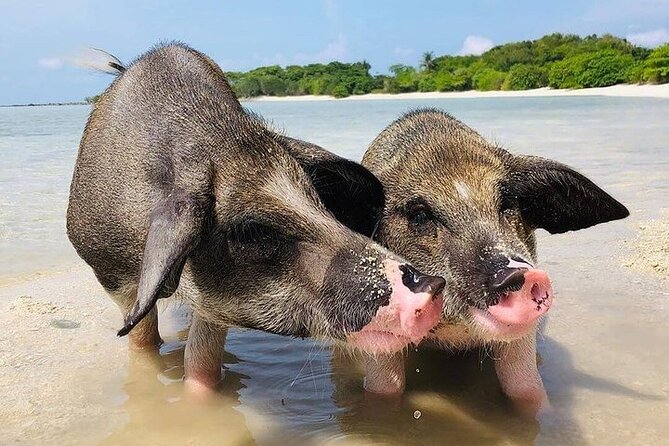 Pig Island ,Snorkeling, Private Long Tail Boat (Local Thai Experience) - Customer Feedback