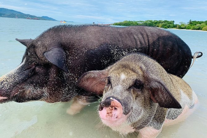 Pig Island Snorkeling & Sightseeing Tour By Speedboat From Koh Samui - Pricing Details