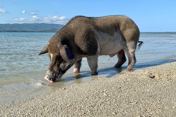 Pigs Island Exclusive Semi VIP - Traveler Information and Requirements