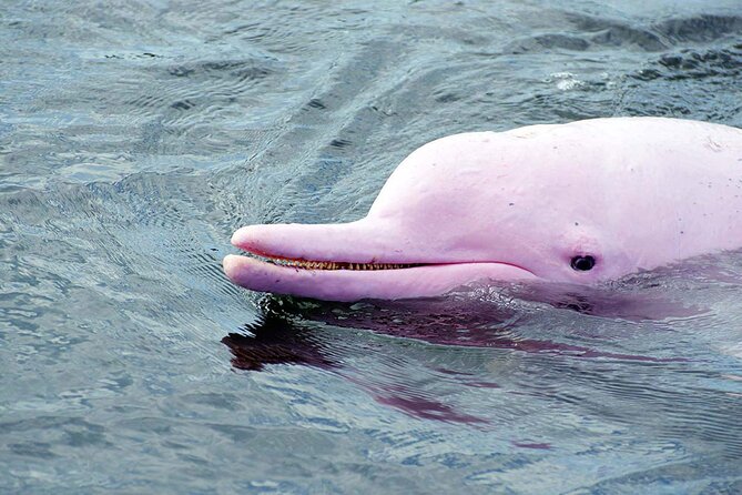 Pink Dolphin Spotting & Snorkelling Day Tour At Pigs Island - Pricing and Booking